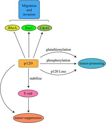 Functions of p120-catenin in physiology and diseases